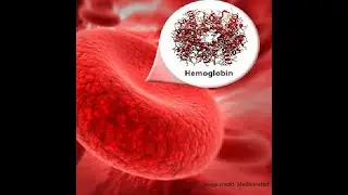 HEMOGLOBIN - LIFE SAVING PIGMENT