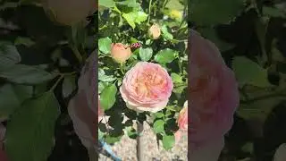 Роза Fun Fashion (Фан Фэшн) #rose #розы #природа #цветы #flowers #garden #сад #релакс #nature