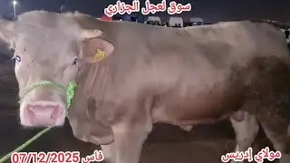 سوق لعجل🦬🦬 الجزاري فاس بنسودة الجودة ماشاء الله تبارك الرحمن 