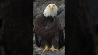 The eagle is in full nesting mode!!!   #shorts #viral