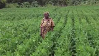 Tackling Asian Soybean Rust in Africa