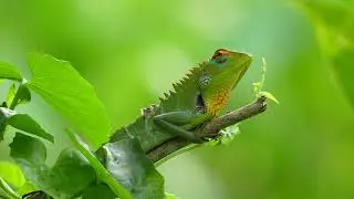 @ASMREarth-ev1