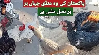 Gujranwala murga mandi new update 25 1 2025