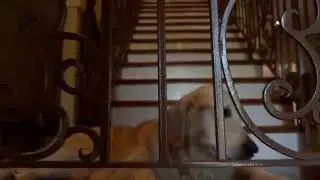 Wag! The Dog Walking App
