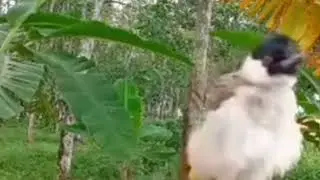 Full menggaruda burung pikat kutilang untuk masteran! 