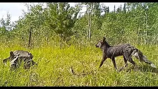 The Cry of a Fawn.  Blink and Miss the Wolf.