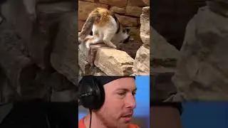 Cutest ANIMALS Online