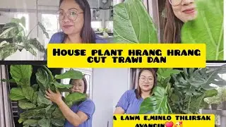 House plant hrang hrang cut trawi dan(monstera albo,monstera pangngai,Fiddle)🎉🎉💃