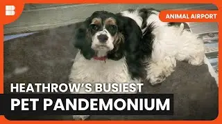 Quarantine Chaos Unleashed - Animal Airport - S01 EP07 - Animal Documentary
