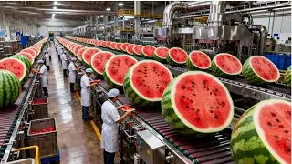 Inside a modern watermelon processing plant: From fresh fruit to premium bottled juice