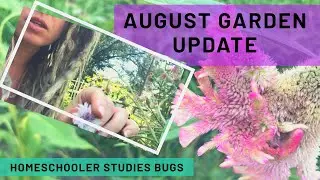 August Garden Update / Homeschooler Studies Bugs In The Garden
