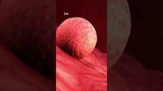 from fertilization to child birth what happen inside #child #birth #newlife #begining