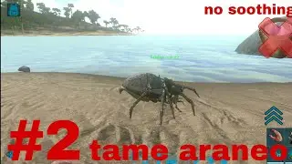 Taming araneo ep2 (taming series)