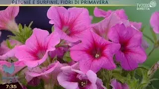 Pollice verde: petunie e surfinie, fiori di primavera