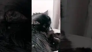 Когда заснул под фильмец 🥱😽🌛🛋️ #music #cat #soundtrack #кот #dream