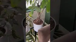 Уход за денежным деревом не понятен