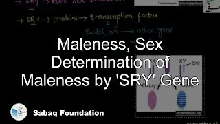 Maleness, Sex Determination of Maleness by 'SRY' Gene, Biology Lecture | Sabaq.pk