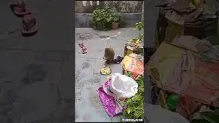 baby monkey eating guava 🐒🍐🍐🐒🐒
