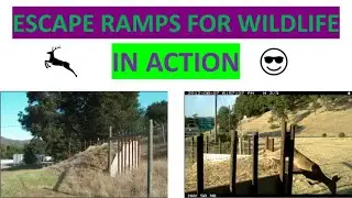 Escape Ramps for Wildlife