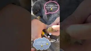 Bunny nails trimming