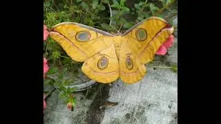 Tasar silk moth is fluttering its beautiful wings।।🦋I think you will like it।।☺️