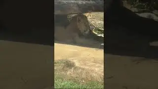 Kings & Runners 🦁 | African Lions, Blackbucks & Emu