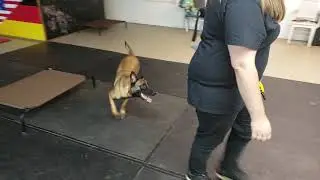 Abscent Smell Proof bag VS. K-9
