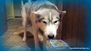 Smiling Dog Scared of the Basement! Paranormal Dog *Snow Dog Short 15*