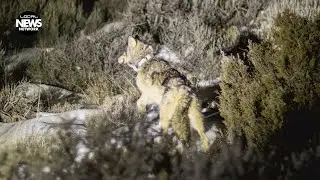 В штате Колорадо программа Wolf Range Rider расширяется на юго-запад штата.