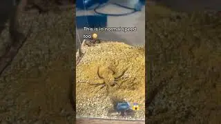 The extremely venomous six eyed spider 🕷️ #ORIGINAL #SHORTS #SPIDER #VENOM #ANIMAL #SCARY