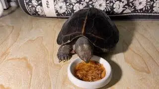 My pet turtle has lost weight recently, so I fed it shrimp meat to supplement its protein nutrition.