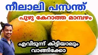 Nilali pasanth mango #best mango in India #best mango in kerala #sweet mango #warmless mango #kl06