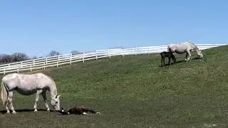 Life with Lipizzans