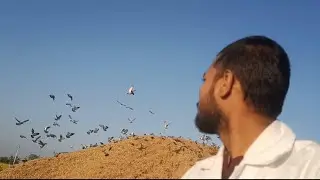 Ek sath etne saare pigeon 😲😯😯🐦💯🔥