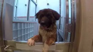 19 dogs saved from 'hoarding situation'