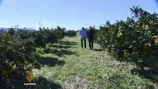 Rekordni urod mandarina u dolini Neretve