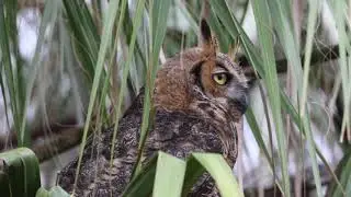 Great Horned Owl screeching call