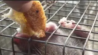 Rat bit my finger#animalbiteclinic#antirabiesvaccine