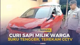 Curi Sapi Milik Warga Tengger