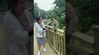 monkey 🐒 attack on girl | money #shorts #monkey #new #love #food #latest #funny #pubgmobile