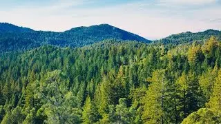 Deep Forest Ambience | Relaxing Birdsong and Soft Wind for Focus & Study