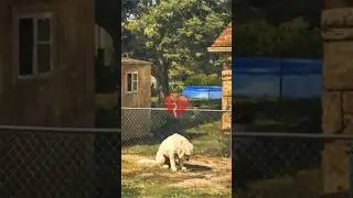 Heartbreaking story of this dog and this loving grandma 🥲💔
