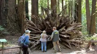 Forest Immersion class at Armstrong Redwoods, Guerneville, CA 2022. Redwood tree roots and cavity.