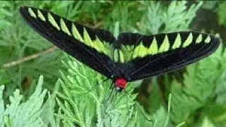 Kuala Lumpur Butterfly Park | Travel Video