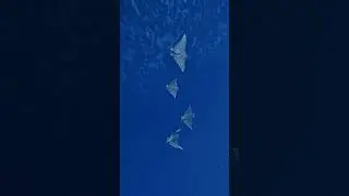 Eagle Rays Shore Dive - Amphoras Reef, Sharm El Sheikh | Best Red Sea Diving Spots Scuba Diving