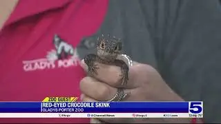 Zoo Guest: Red-eyed crocodile skink
