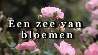 een zee van bloemen