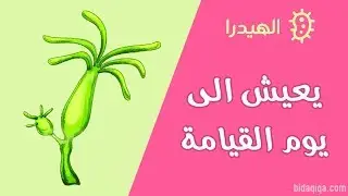 الحيوان الذي لا يموت : الهيدرا ماذا تعرف عنه؟