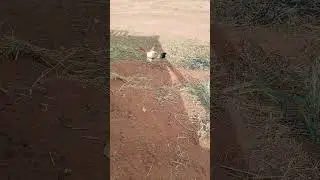 Galinha polaca