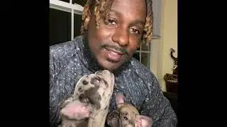 French bulldog Puppy vomiting and loose stool, leads to emergency vet visit.🤢🤮😱😱😱